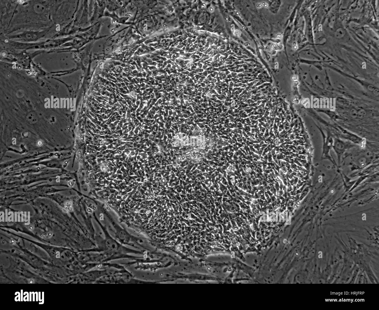 Human Embryonic Stem Cell Line SA02 Stock Photo