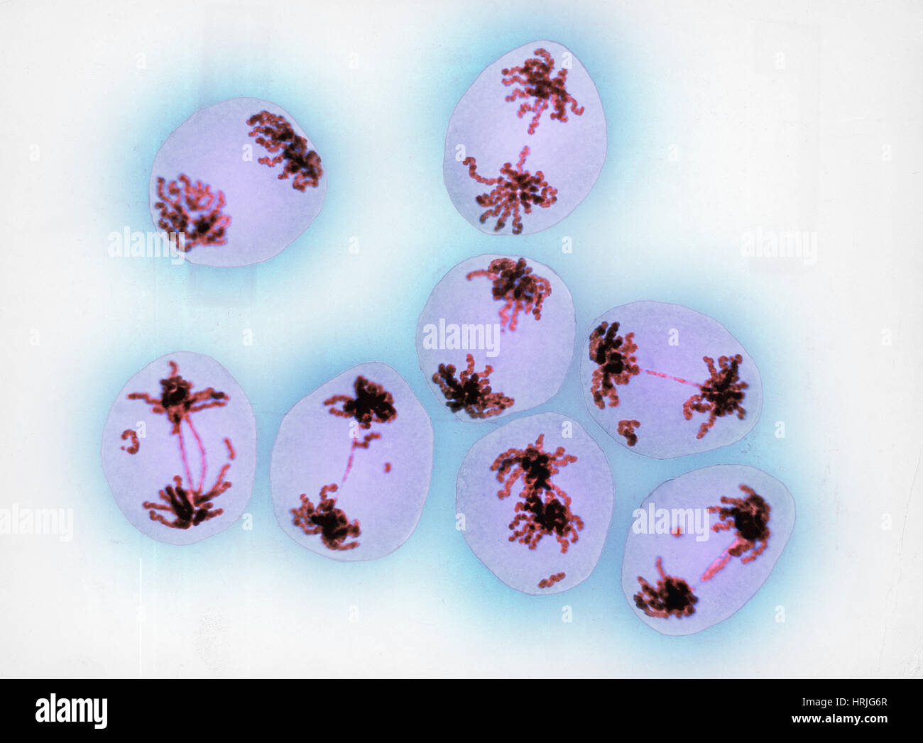 Meiosis in T. erectum after Radiation Exposure Stock Photo