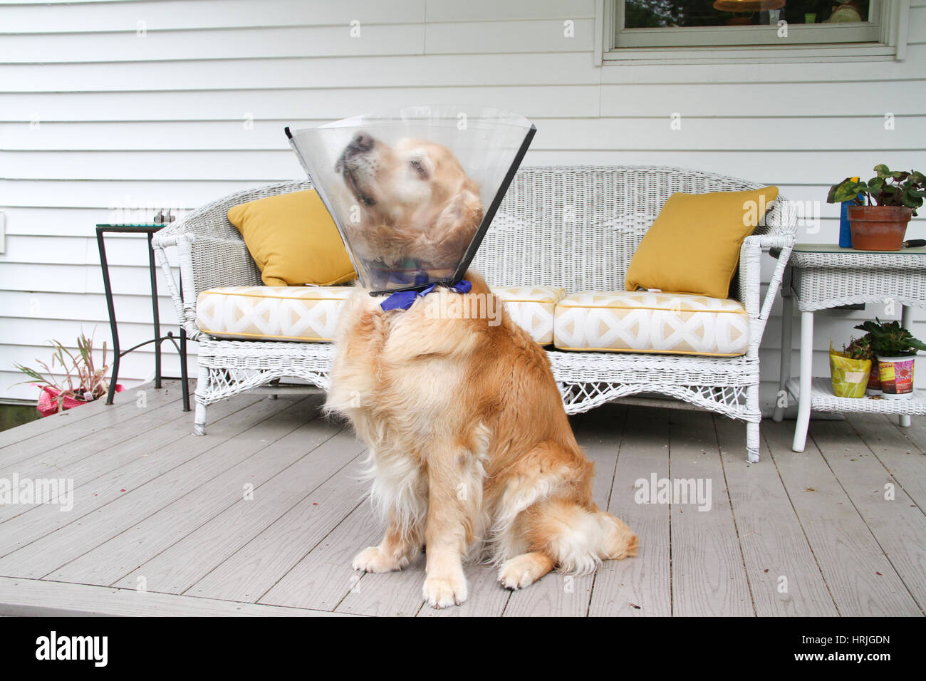 Dog in Medical Cone Collar Stock Photo Alamy