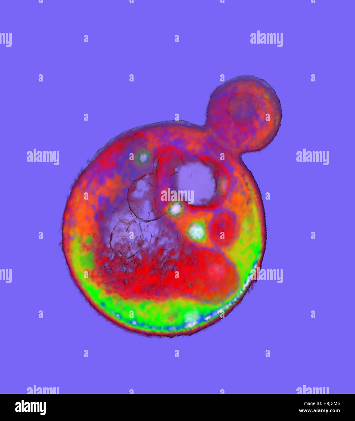 True yeast hires stock photography and images Alamy