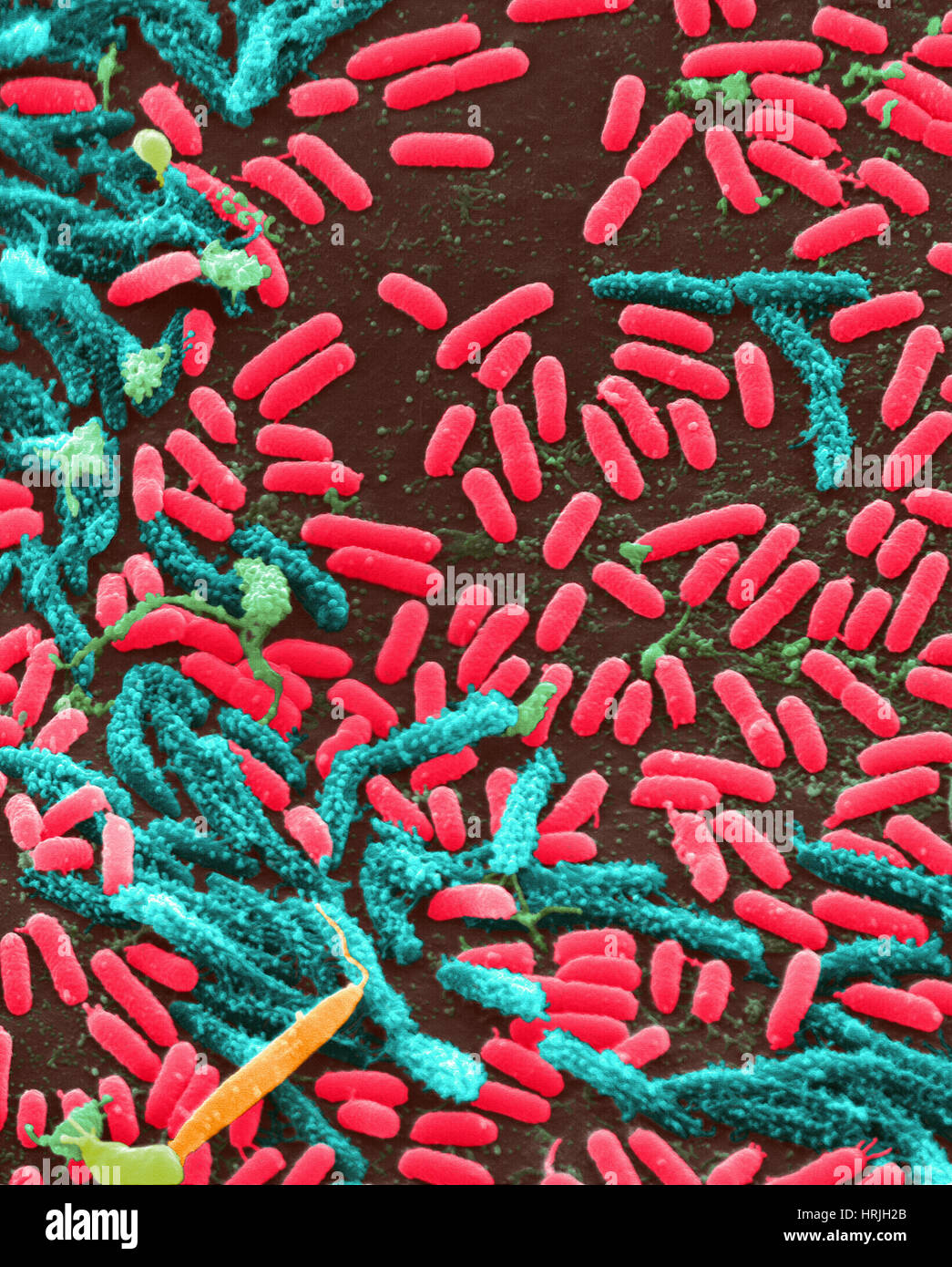 Vibrio Bacteria, SEM Stock Photo