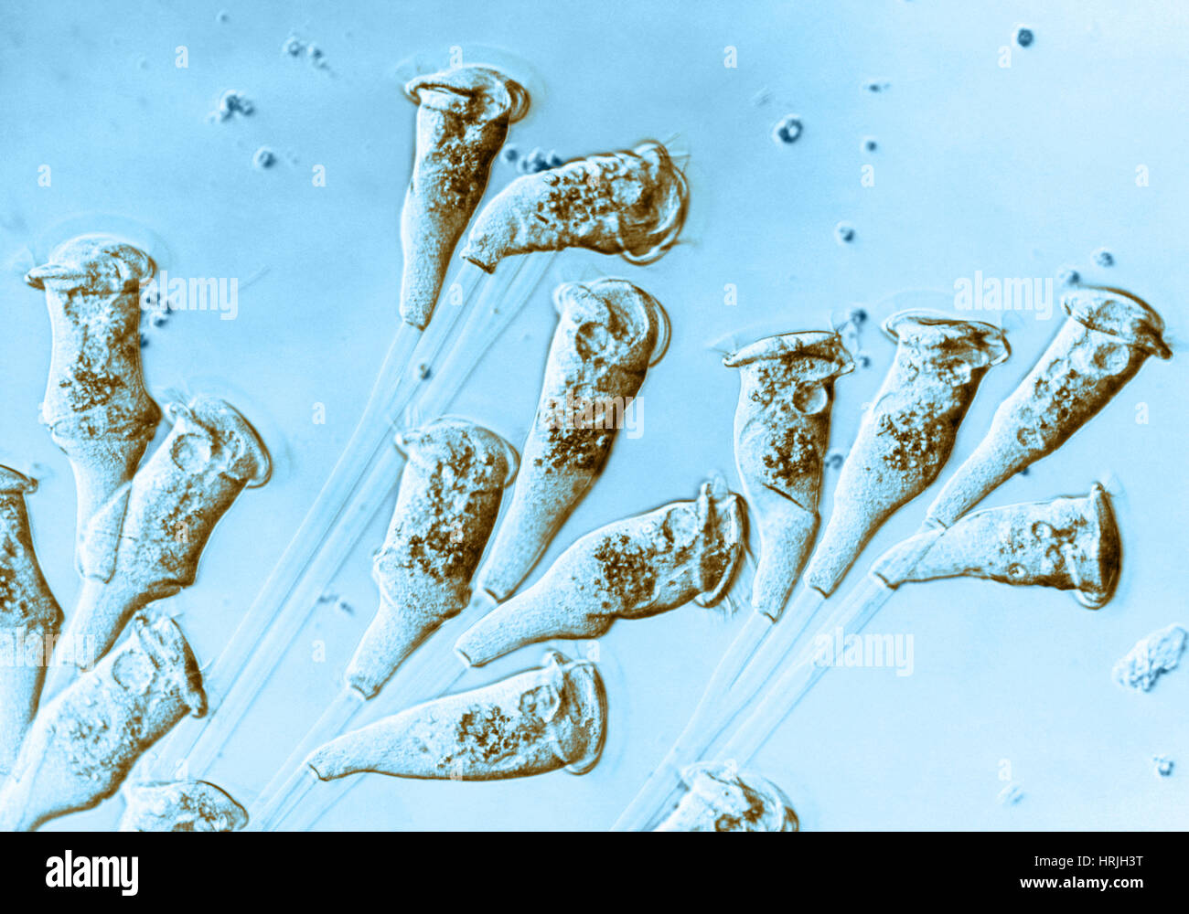 Vorticella (LM) Stock Photo
