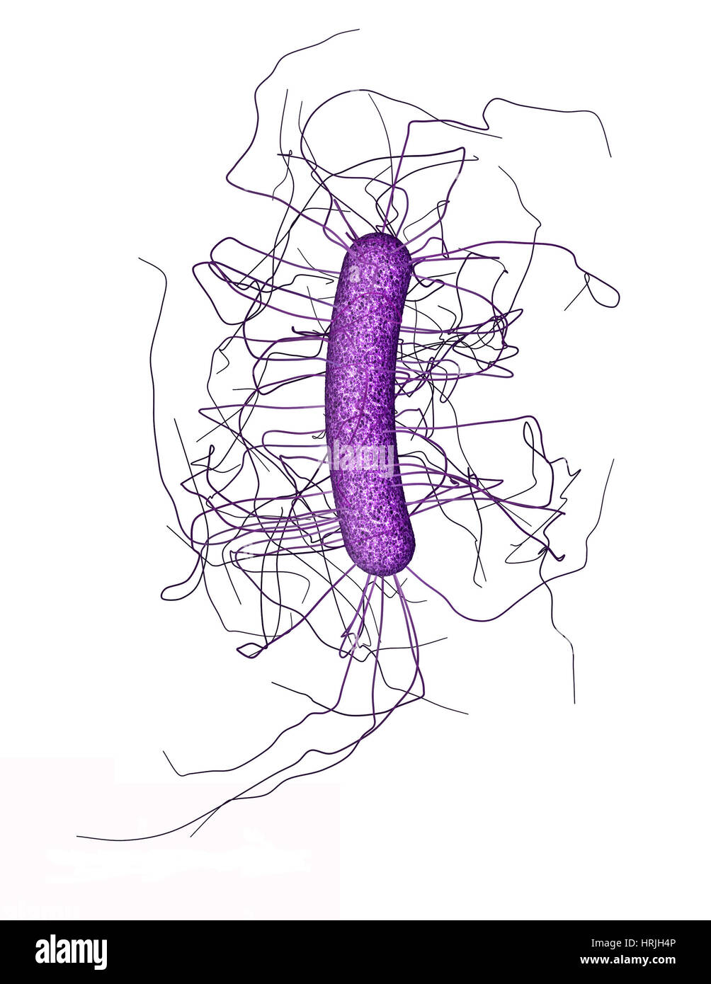 Clostridium difficile, Bacteria, Illustration Stock Photo - Alamy