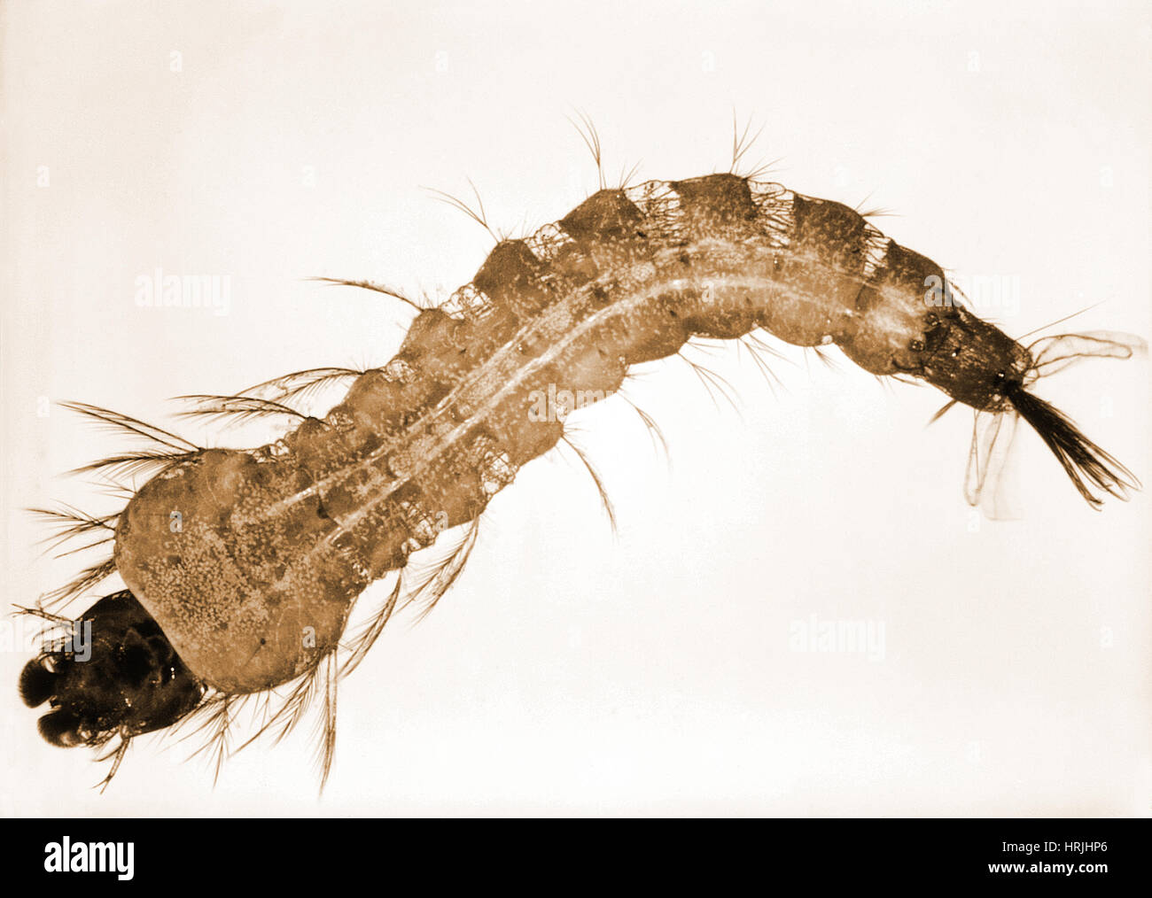 Anopheles stephensi 2024