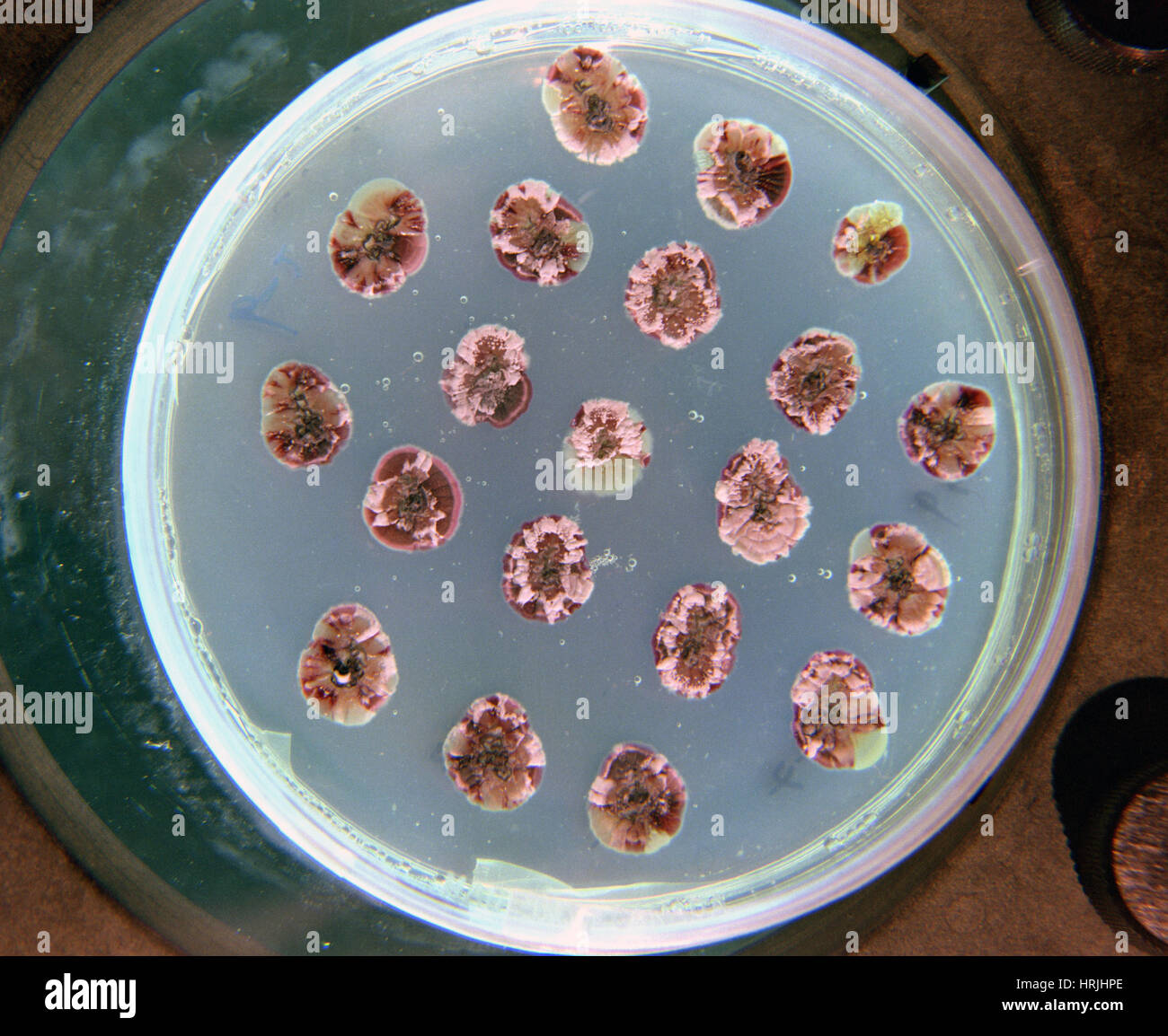 Streptomyces hires stock photography and images Alamy