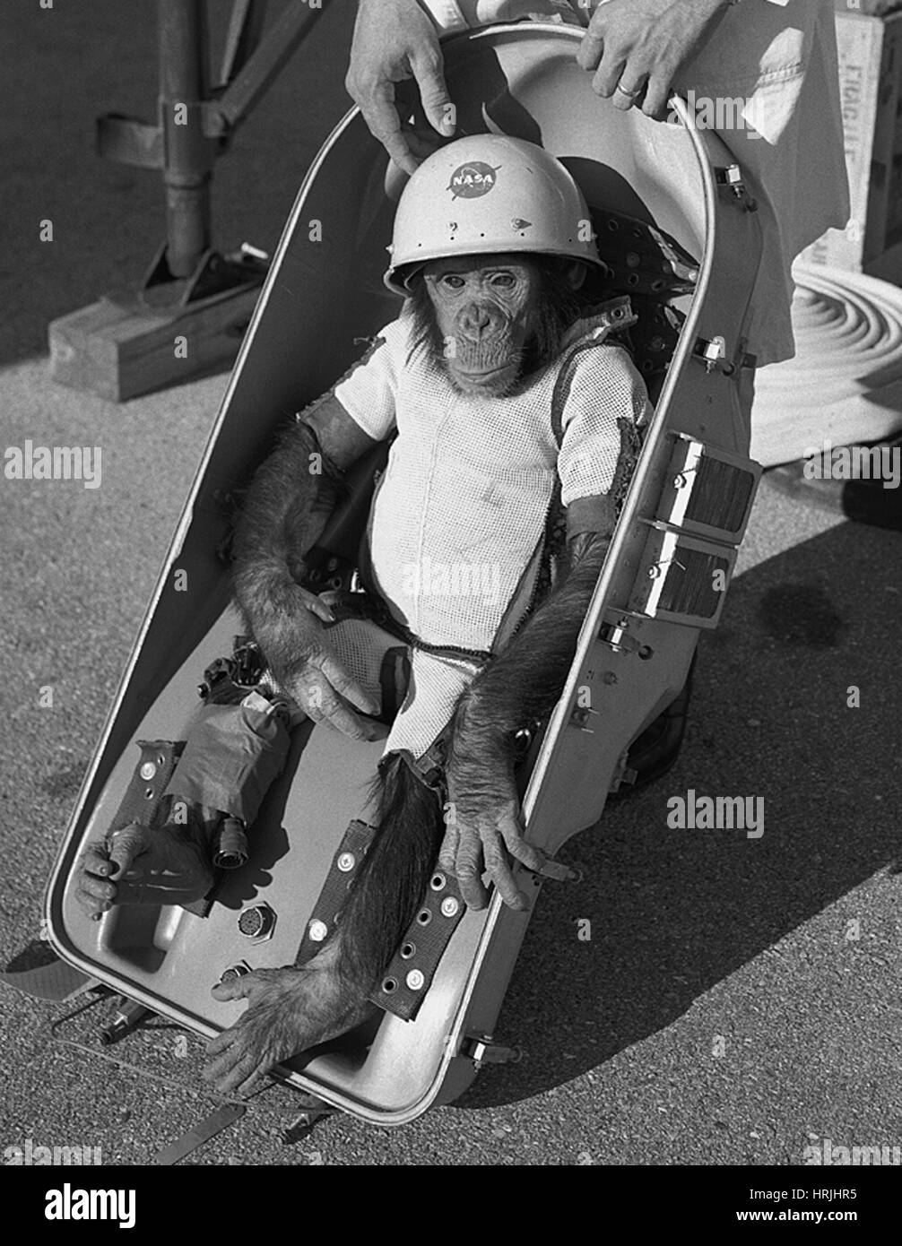 Ham, First Chimpanzee in Space, 1961 Stock Photo