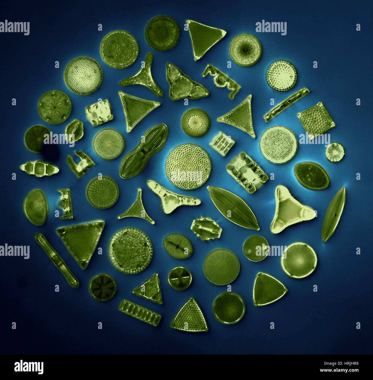 50 Diatom Species, Photomicrograph Stock Photo