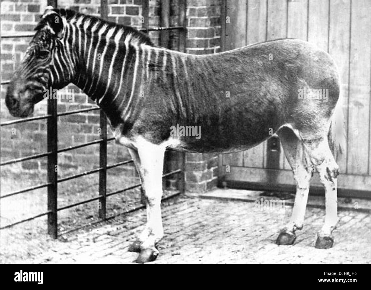 Live Quagga in Zoo, London, 1870 Stock Photo