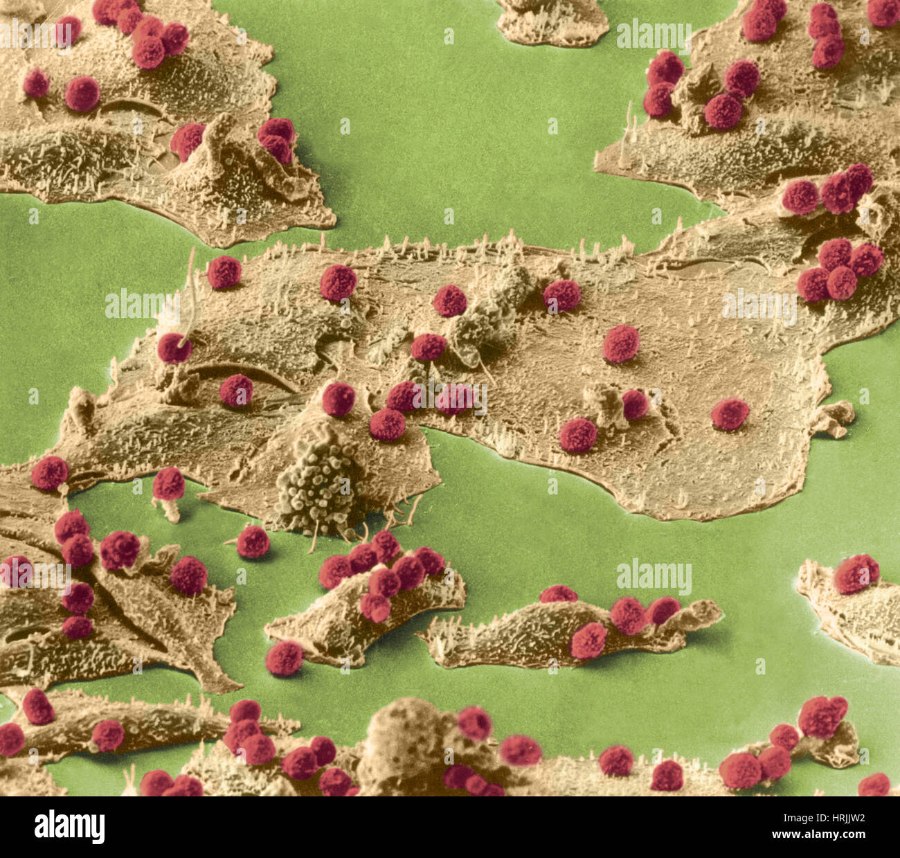 Immune cells hi-res stock photography and images - Alamy