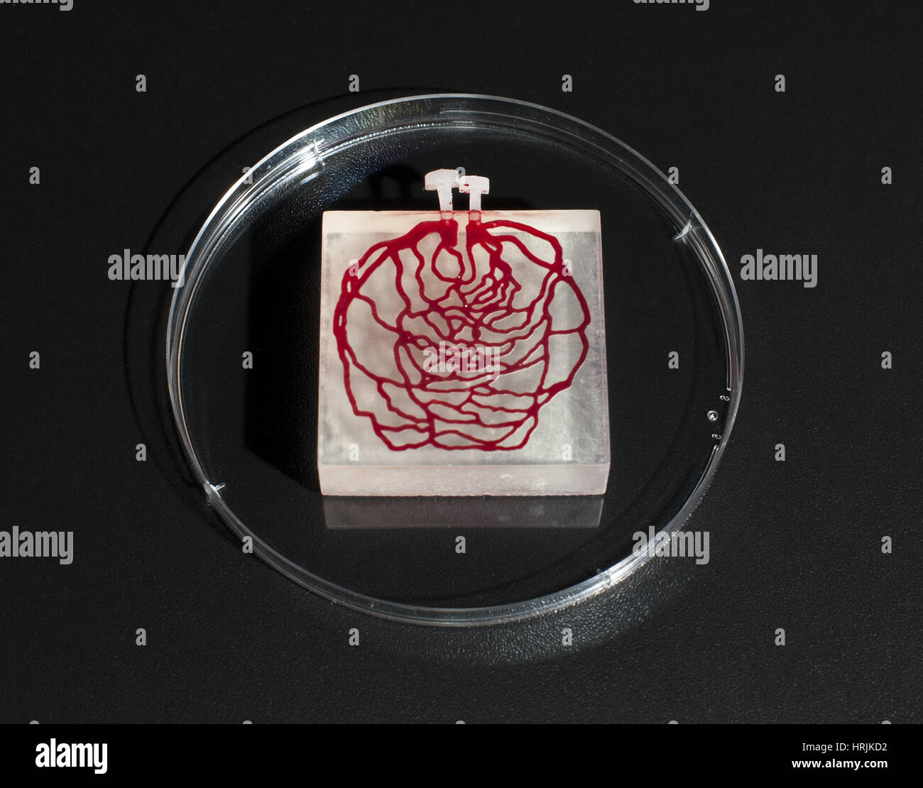 3d printed human tissue hi-res stock photography and images - Alamy