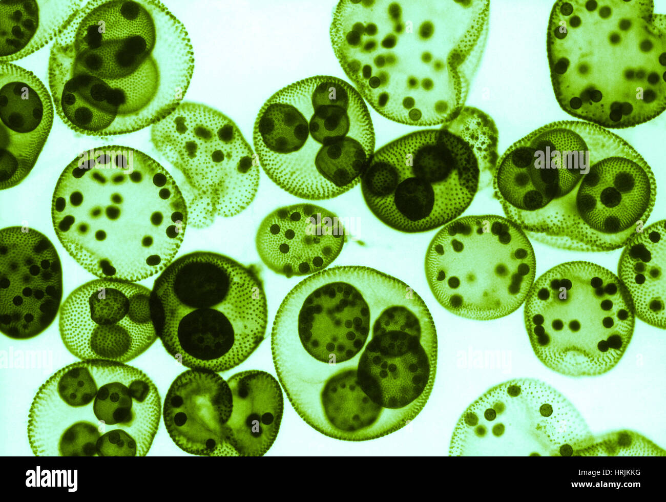 Водоросль вольвокс. Одноклеточные водоросли вольвокс. Плеврококк водоросль. Зеленые водоросли вольвокс. Одноклеточные растения хлорелла.
