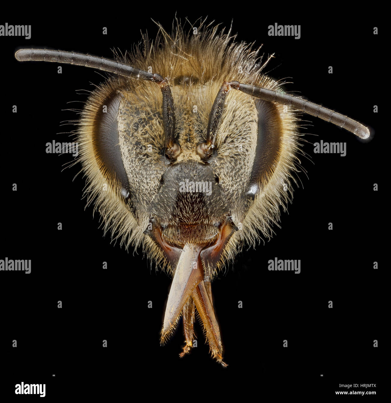 Honey Bee, Apis mellifera, Female Stock Photo