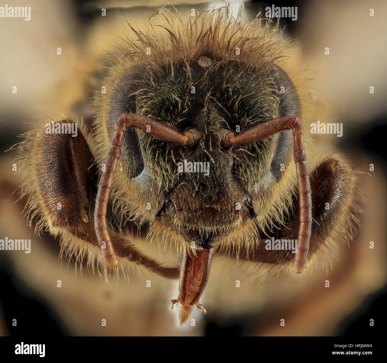 Honey Bee, Apis mellifera, Queen Stock Photo