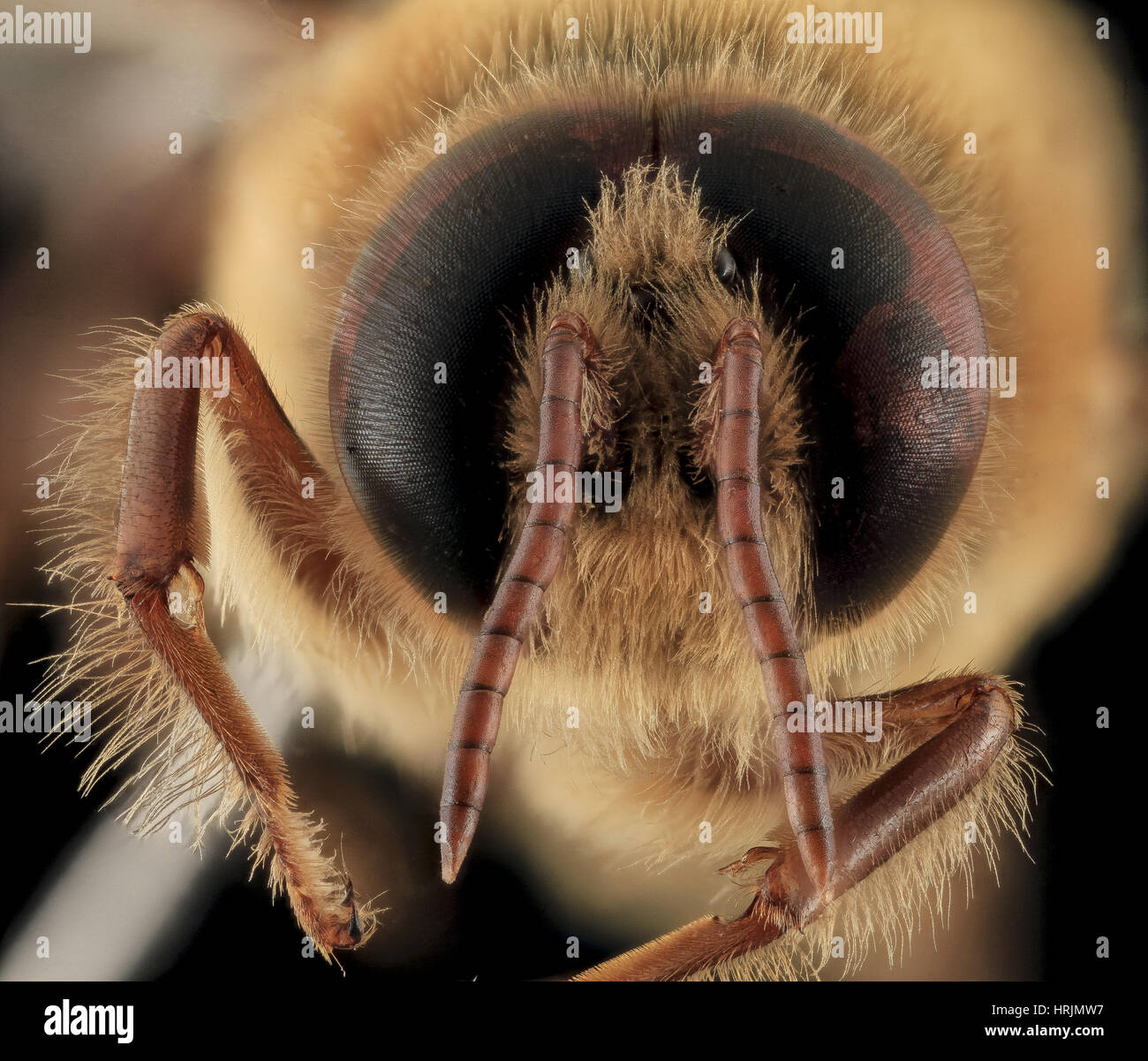 Honey Bee, Apis mellifera, Drone Stock Photo