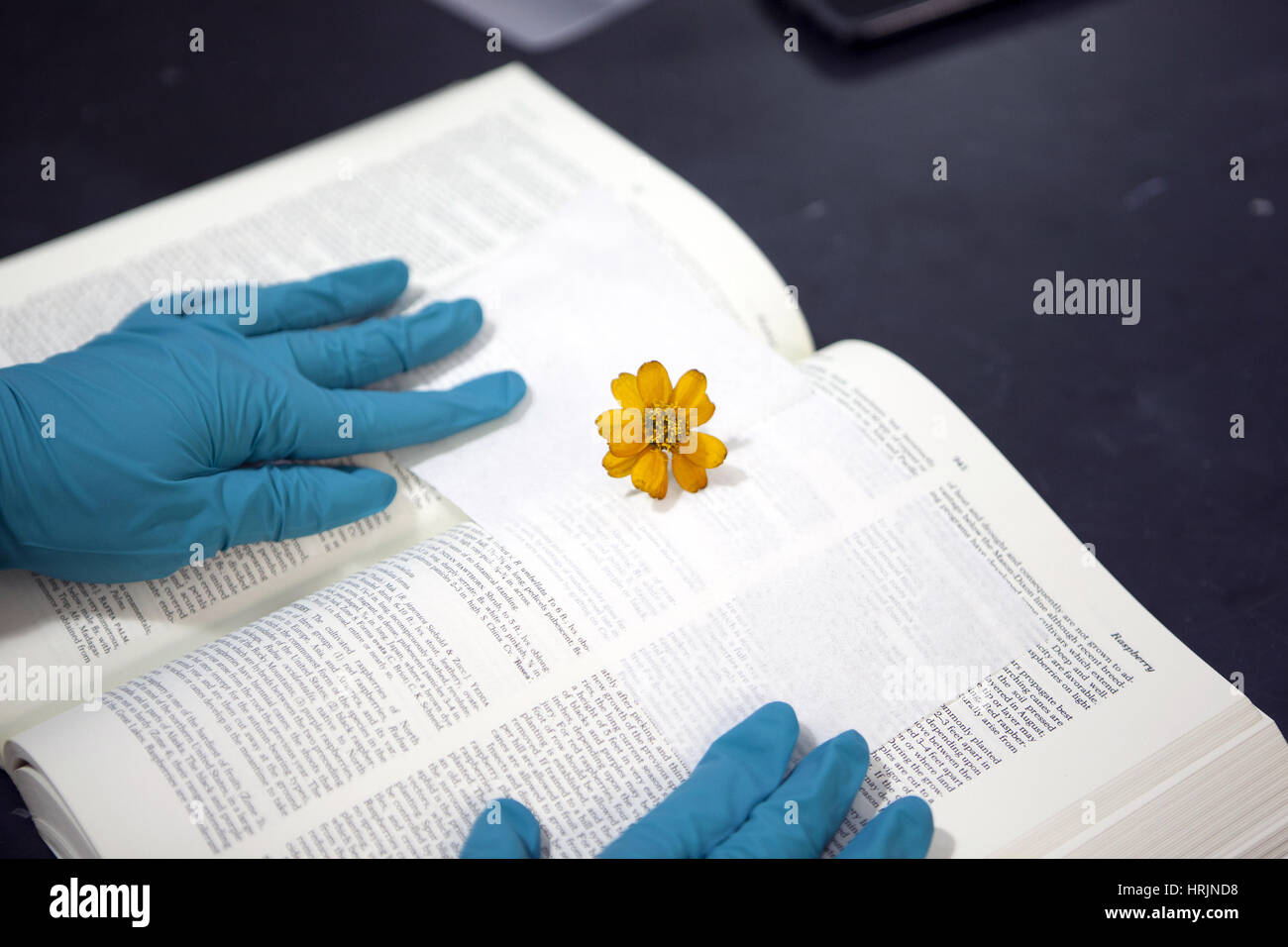 Pressing a Zinnia Flower from ISS Stock Photo Alamy