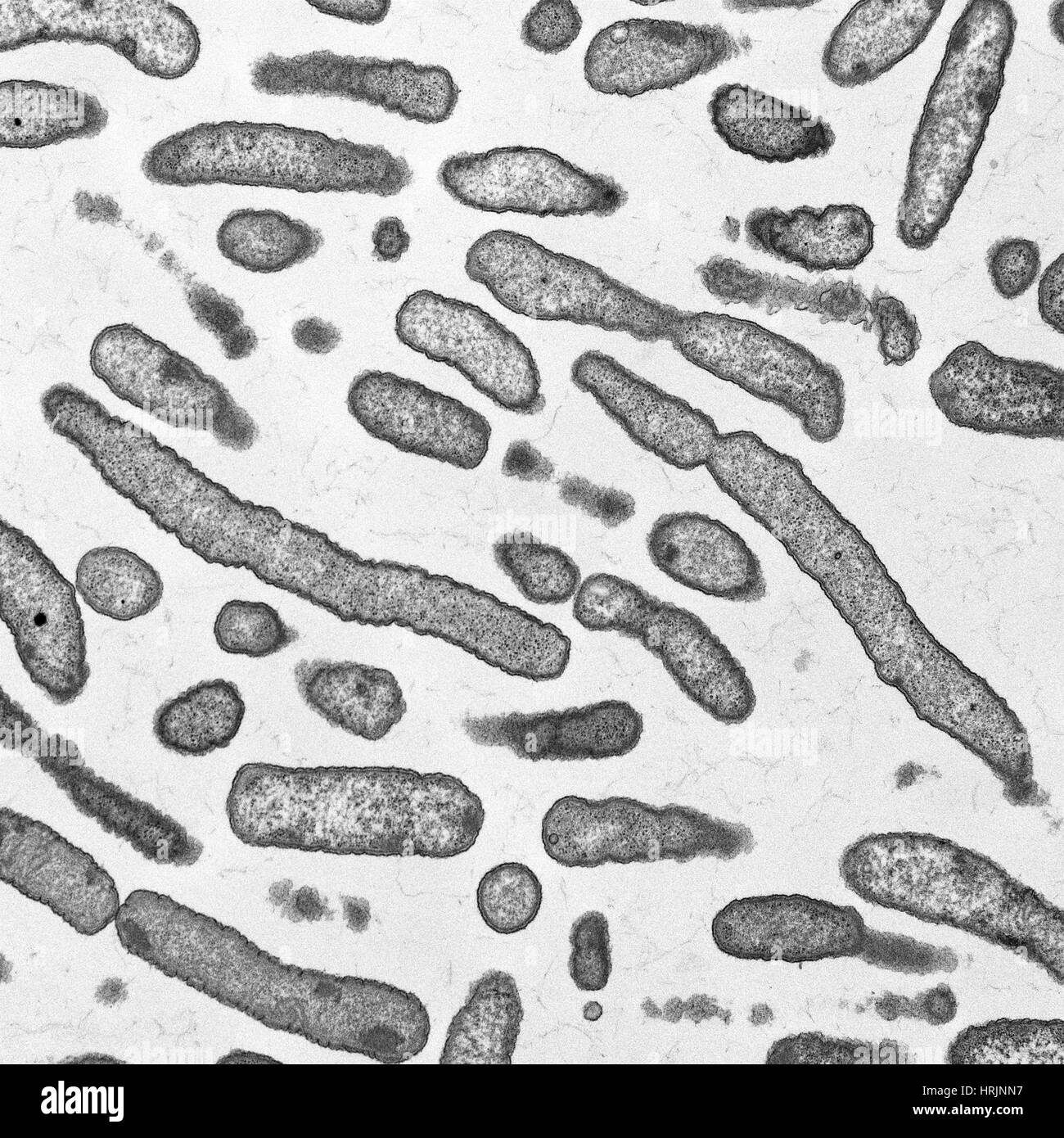 Blood bacteria Black and White Stock Photos & Images Alamy
