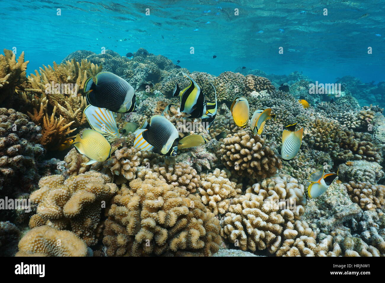 Colorful tropical fish underwater on a coral reef, natural scene, lagoon of Rangiroa, Tuamotu, Pacific ocean, French Polynesia Stock Photo