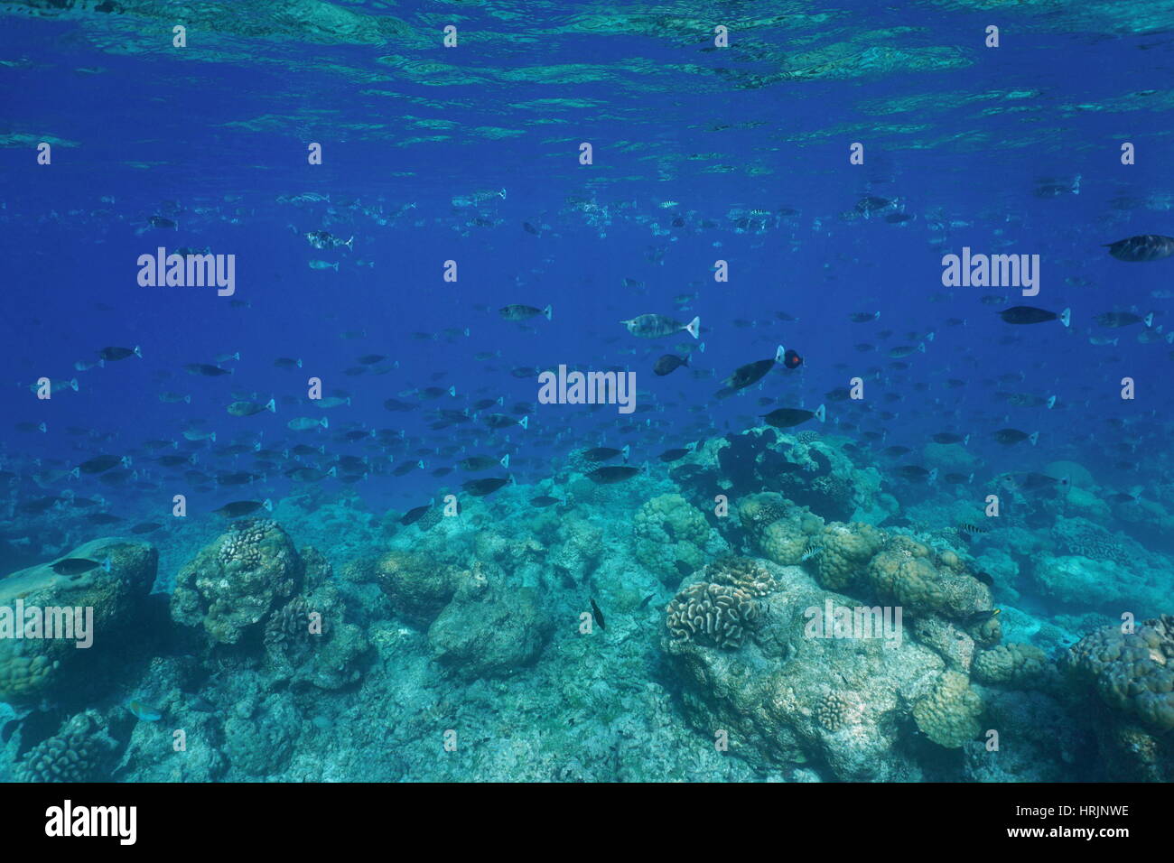 Tropical fish schooling (mostly short-nosed unicornfish) underwater at the edge of a coral reef barrier, Rangiroa, Tuamotu, Pacific ocean, French Poly Stock Photo