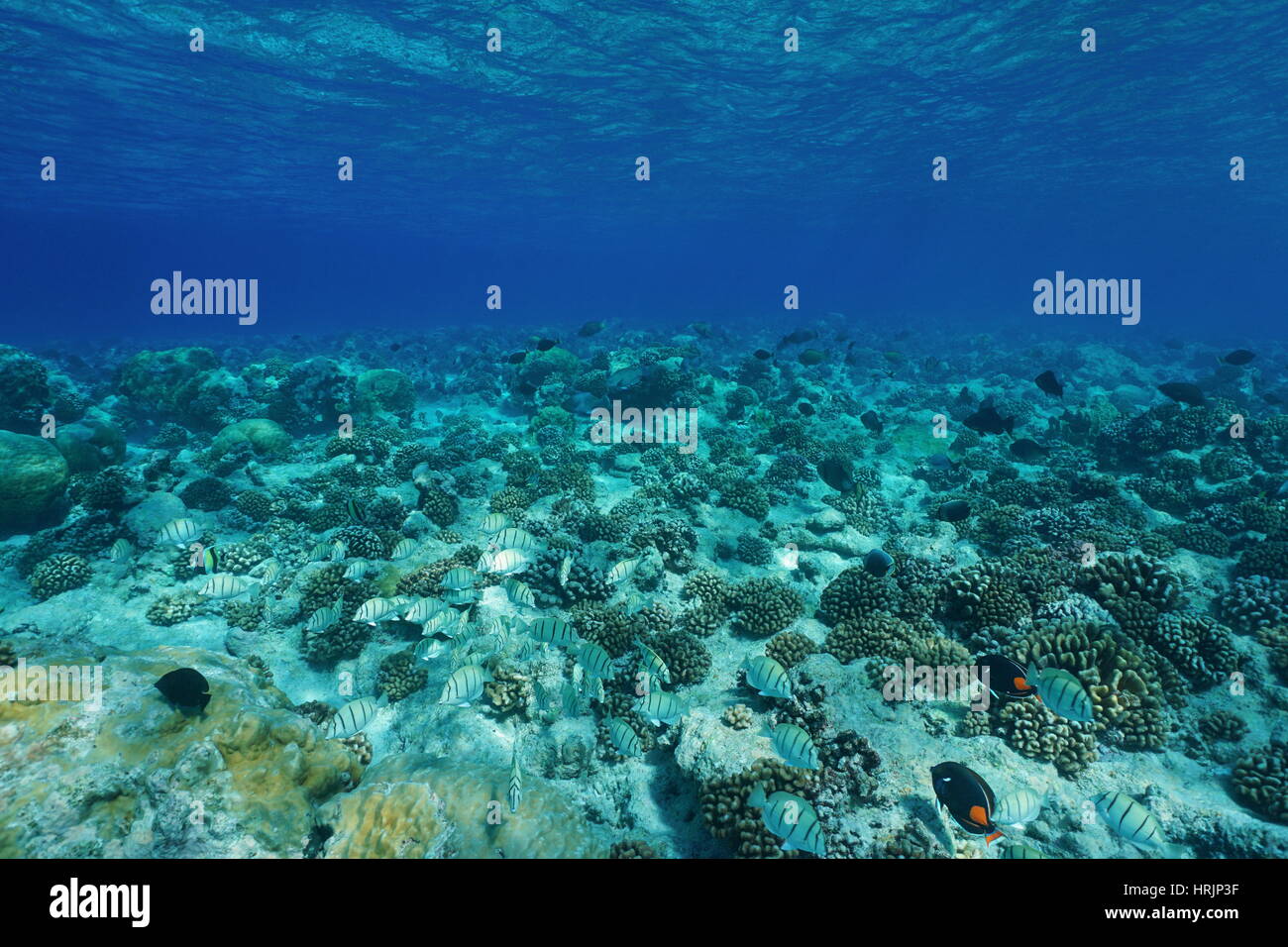 Underwater Pacific ocean floor clear water with fish and corals