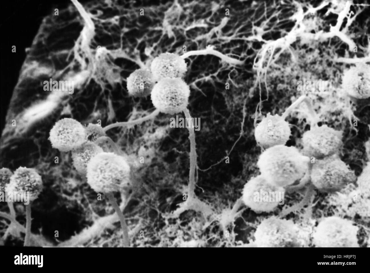 Aspergillus Fungus, SEM Stock Photo