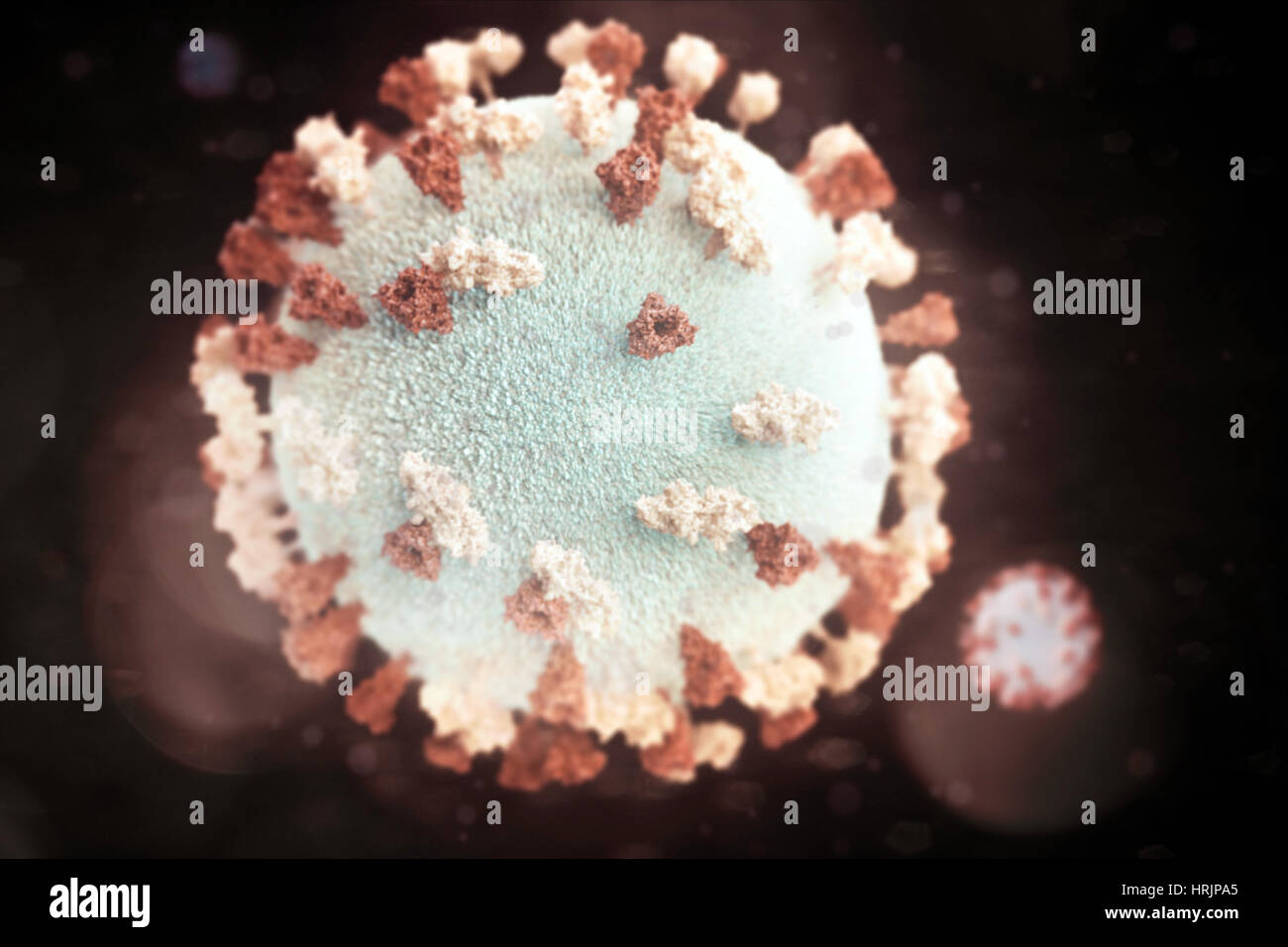 Paramyxovirus, Mumps Virus, 3D Model Stock Photo