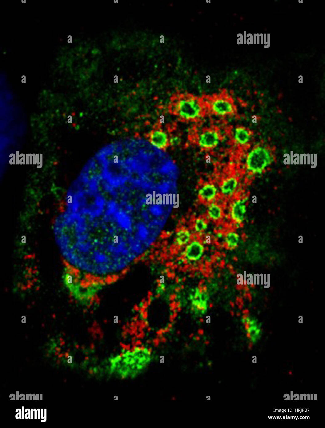 Fluorescent micrograph hi-res stock photography and images - Alamy