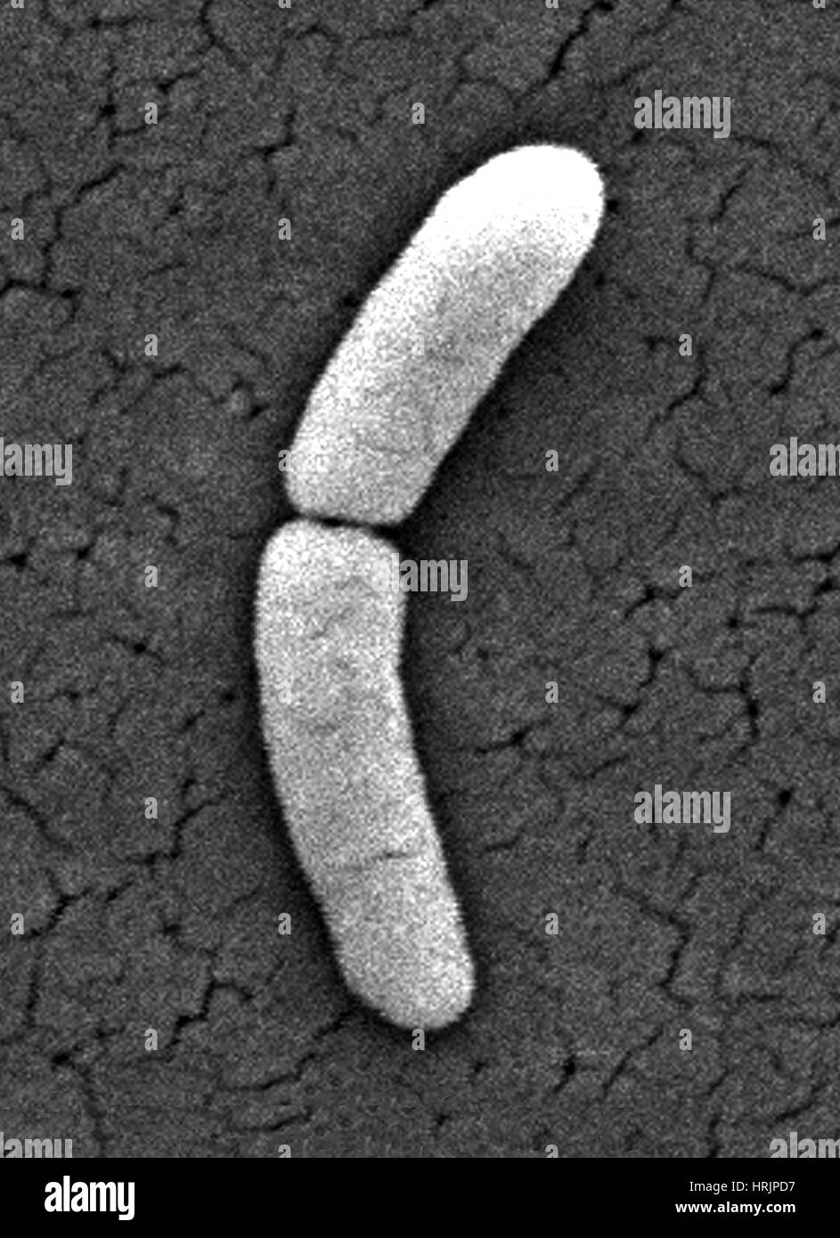 Salmonella typhimurium hires stock photography and images Alamy