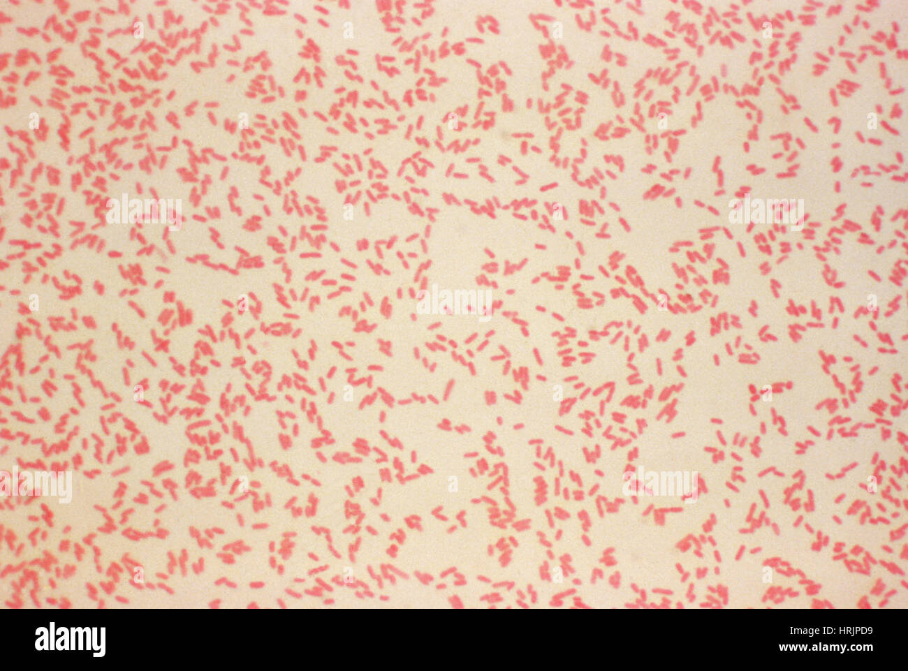 Yersinia enterocolitica Bacteria, LM Stock Photo
