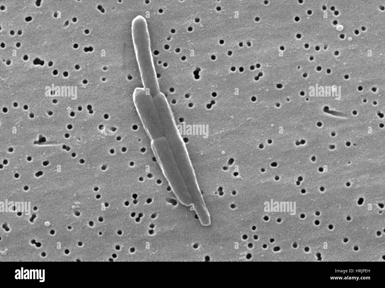 Dividing bacteria hires stock photography and images Alamy