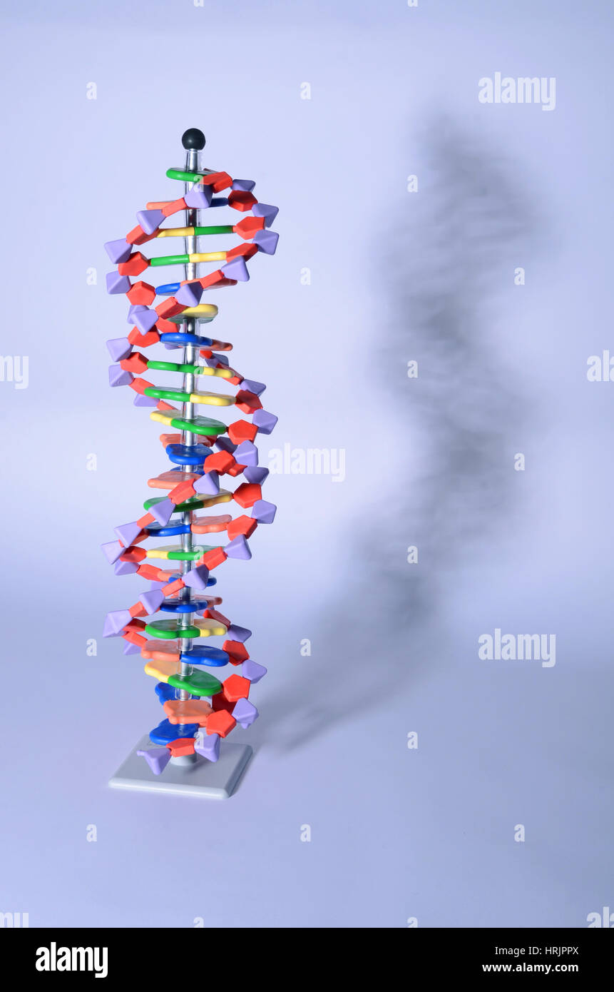 Double Helix DNA Molecular Model Stock Photo - Alamy