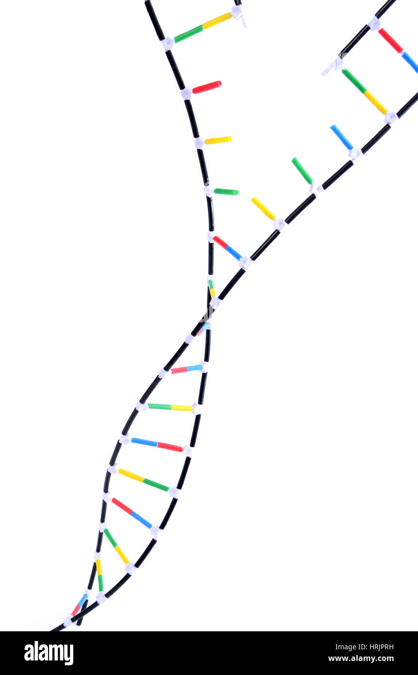 Double Helix DNA Model Stock Photo Alamy