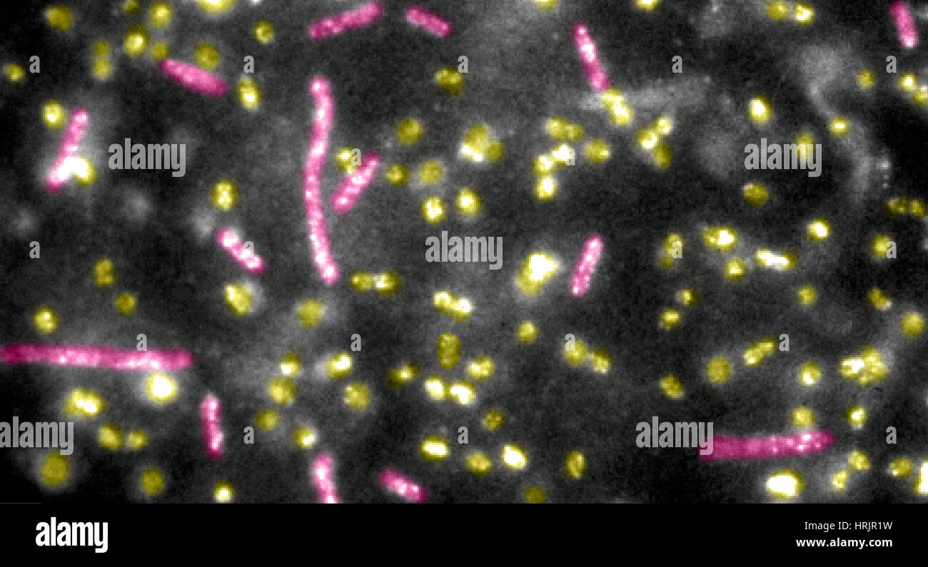 Quantum Dots bound to E.coli Bacteria Stock Photo