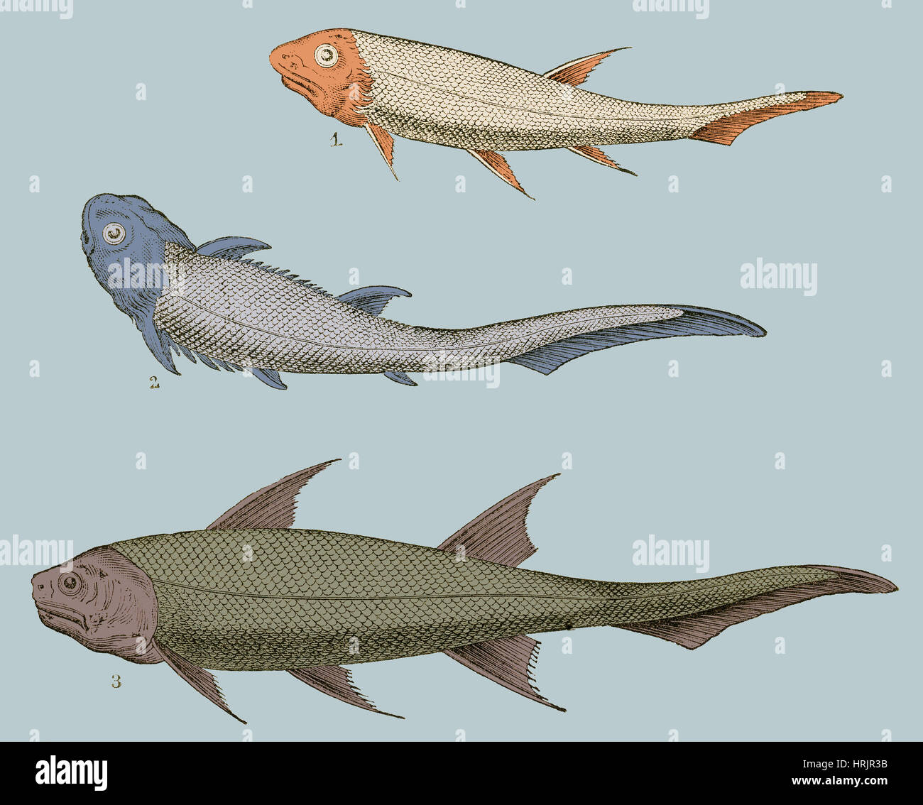 Devonian Fishes, Illustration Stock Photo