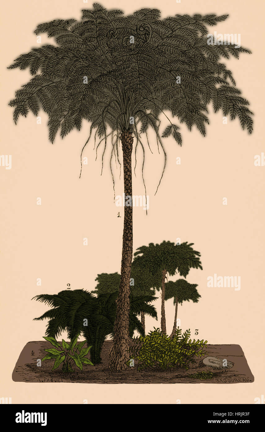 Carboniferous Ferns, Illustration Stock Photo