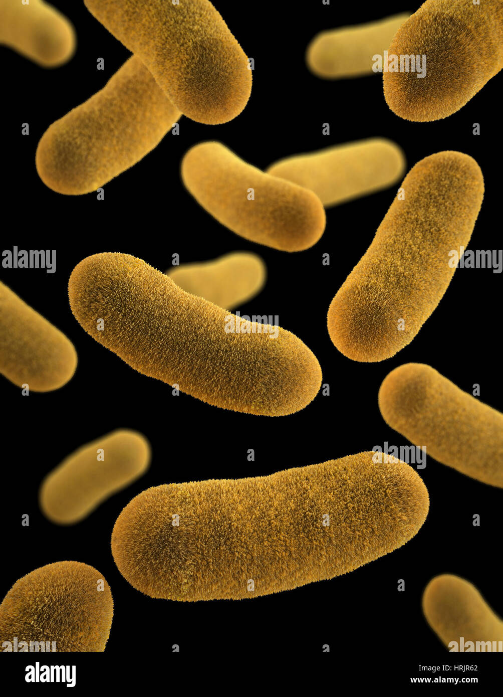 Yersinia enterocolitica Bacteria, 3D Model Stock Photo