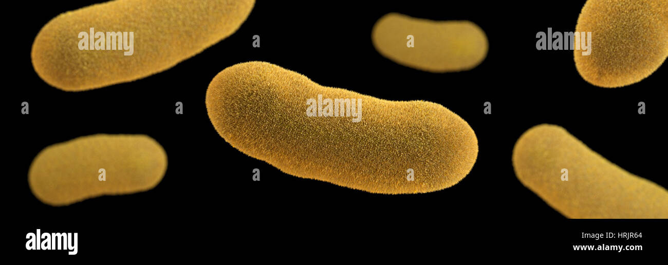 Yersinia enterocolitica Bacteria, 3D Model Stock Photo