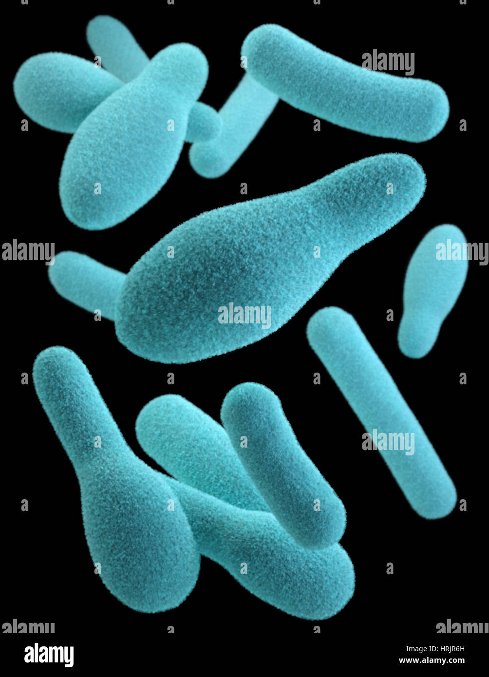 Clostridium, 3D Model Stock Photo