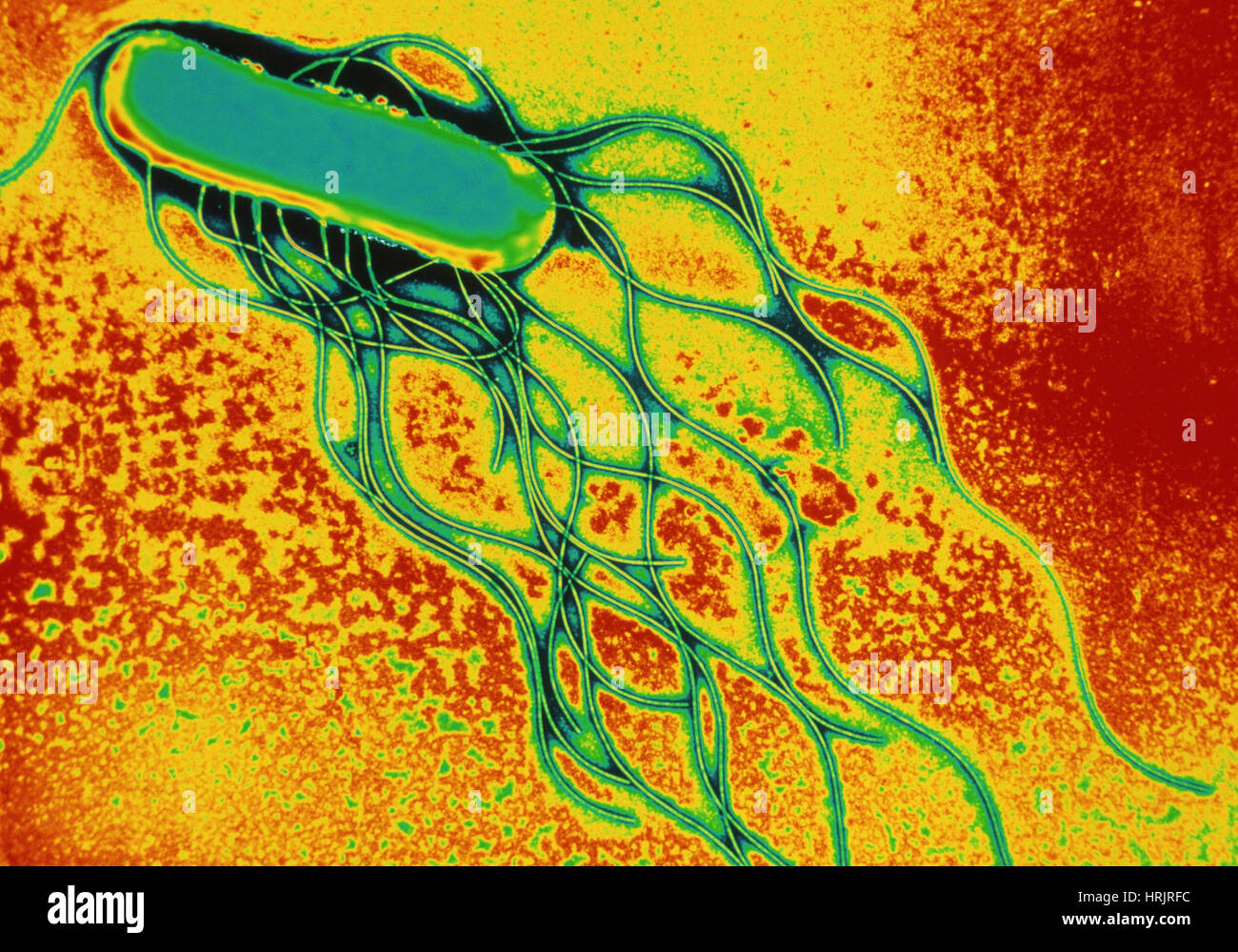 Salmonella foodpoisoning bacteria Stock Photo Alamy