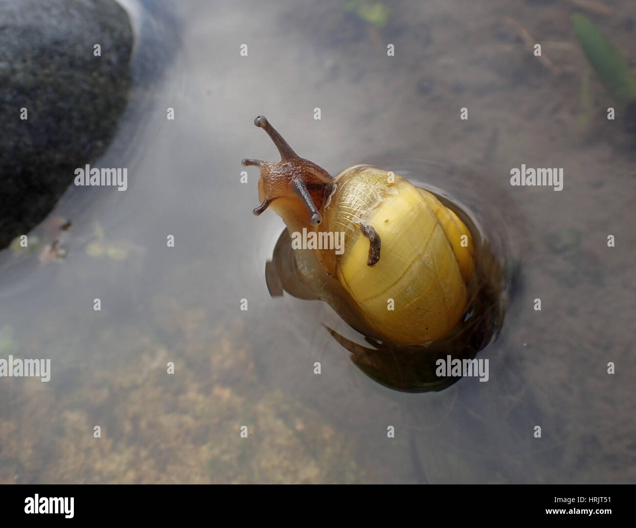 A yellow-shelled white-lipped snail (Cepaea hortensis) in shallow water at the edge of a garden pond looking at the photographer Stock Photo