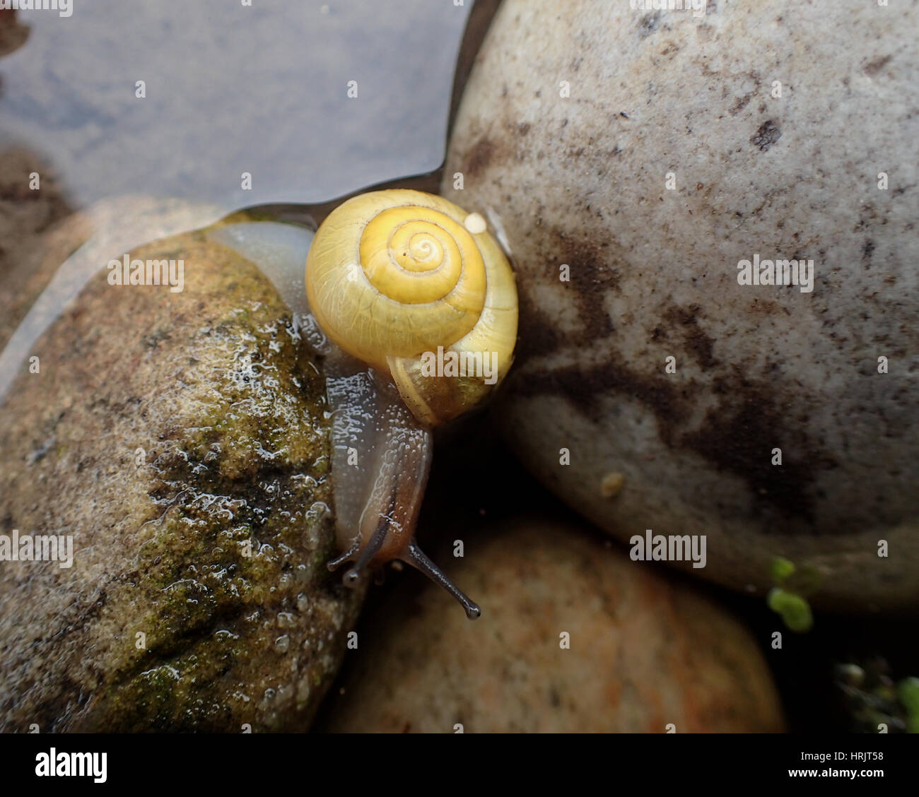A yellow-shelled white-lipped snail (Cepaea hortensis) on a stone at the edge of a garden pond Stock Photo