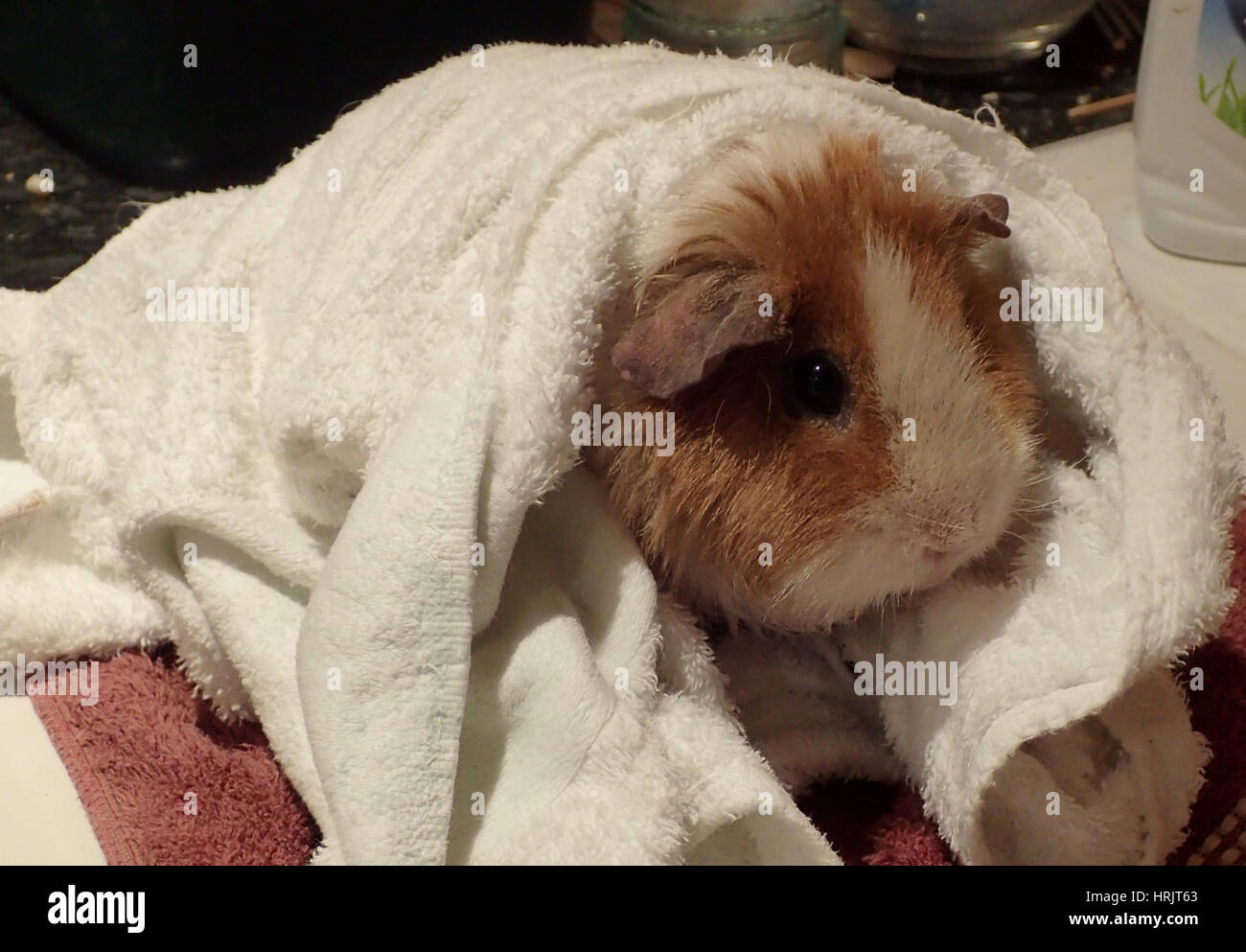 Ginger and white rex guinea pig wrapped in towels after a bath Stock Photo