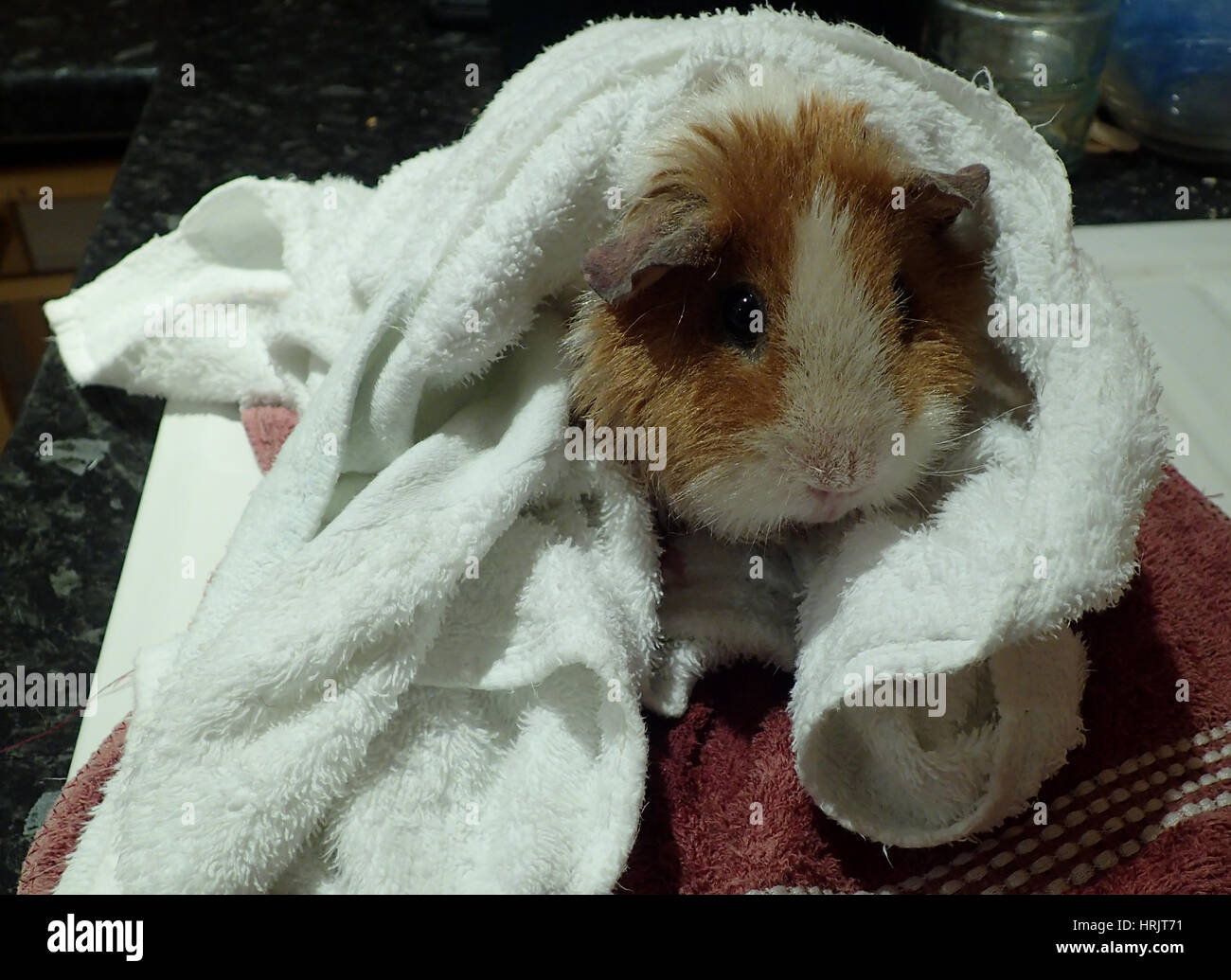 Ginger and white rex guinea pig wrapped in towels after a bath Stock Photo