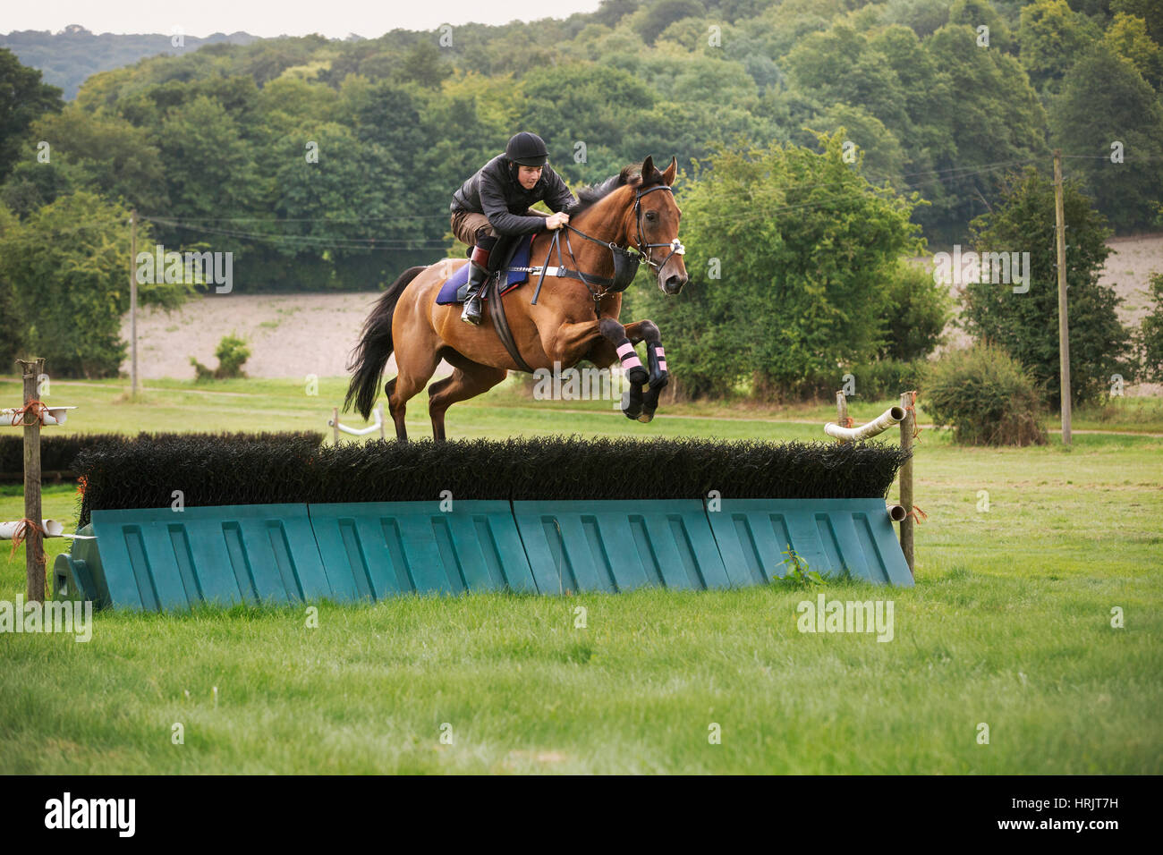 Man on a bay thoroughbred horse, jumping a brush fence, a racing hurdle