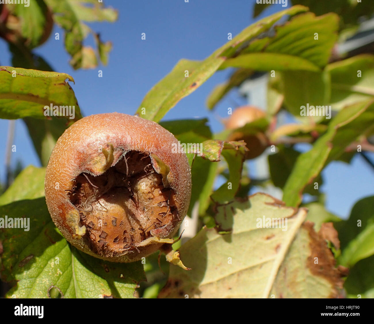 Close up of medlar fruit and leaves on a sapling against blue sky Stock Photo