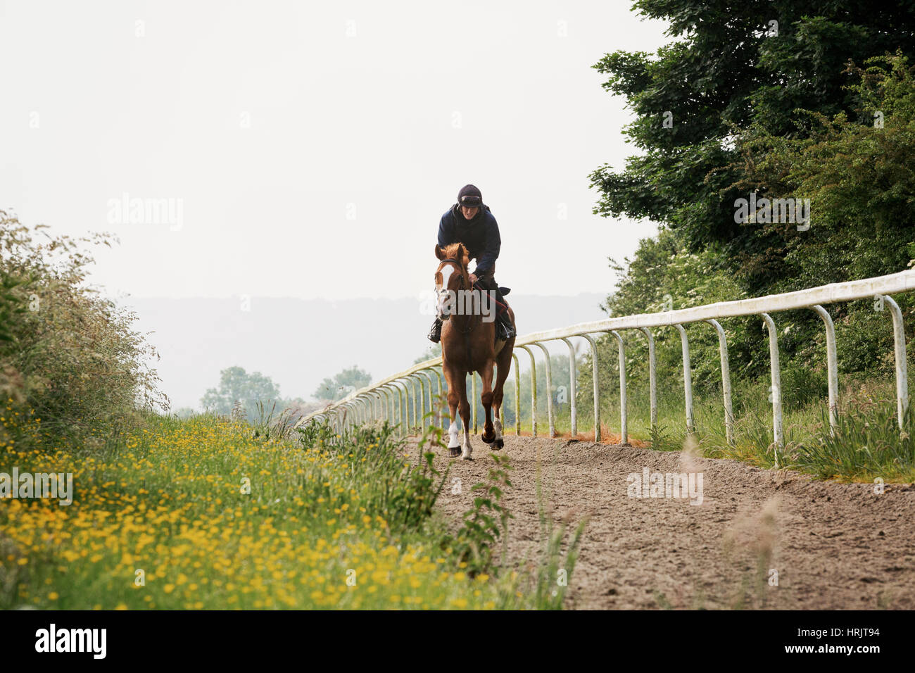 Woman on a horse riding along a cinder path with a railing. Racehorse ...