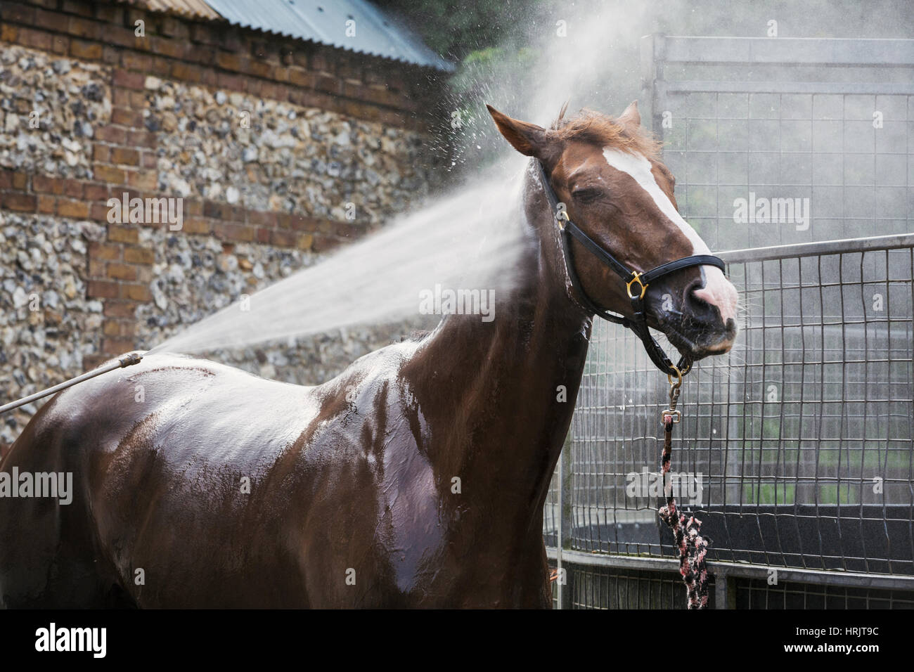 A thoroughbred horse being hosed down in a stable yard after exercise. Stock Photo