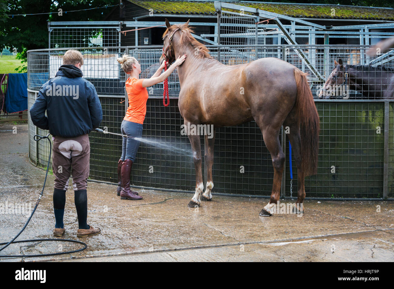 Woman and man hosing down a bay horse in a stable yard. Stock Photo