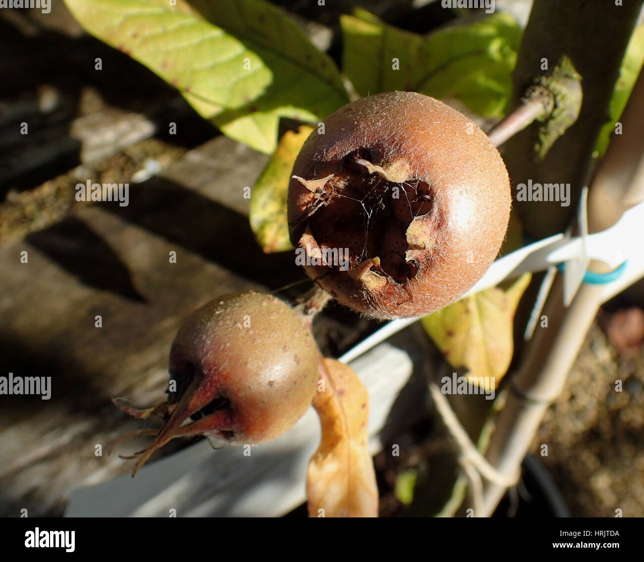Close up of medlar fruit and leaves on a sapling Stock Photo