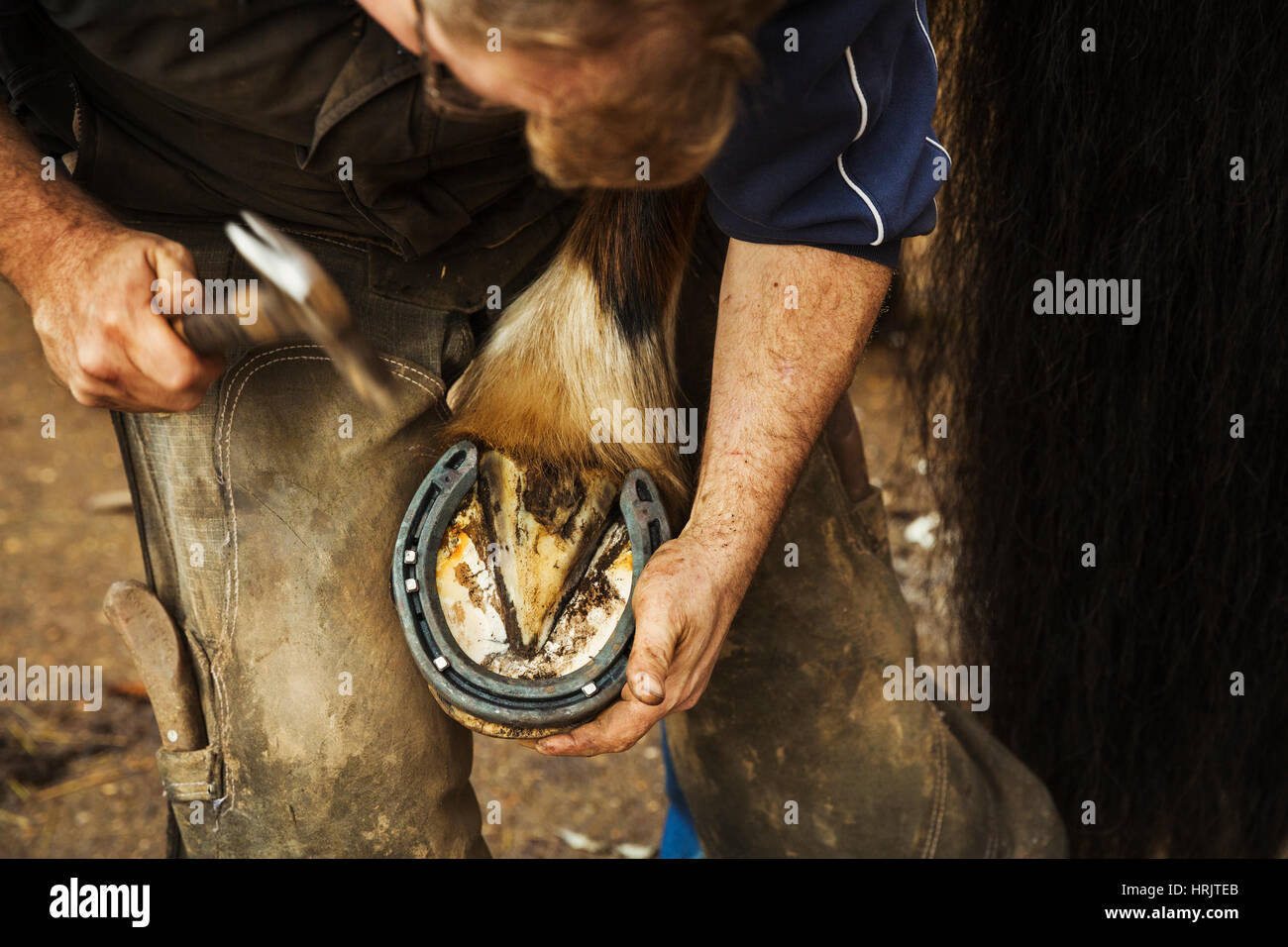 A farrier shoeing a horse, bending down and fitting a new horseshoe to ...