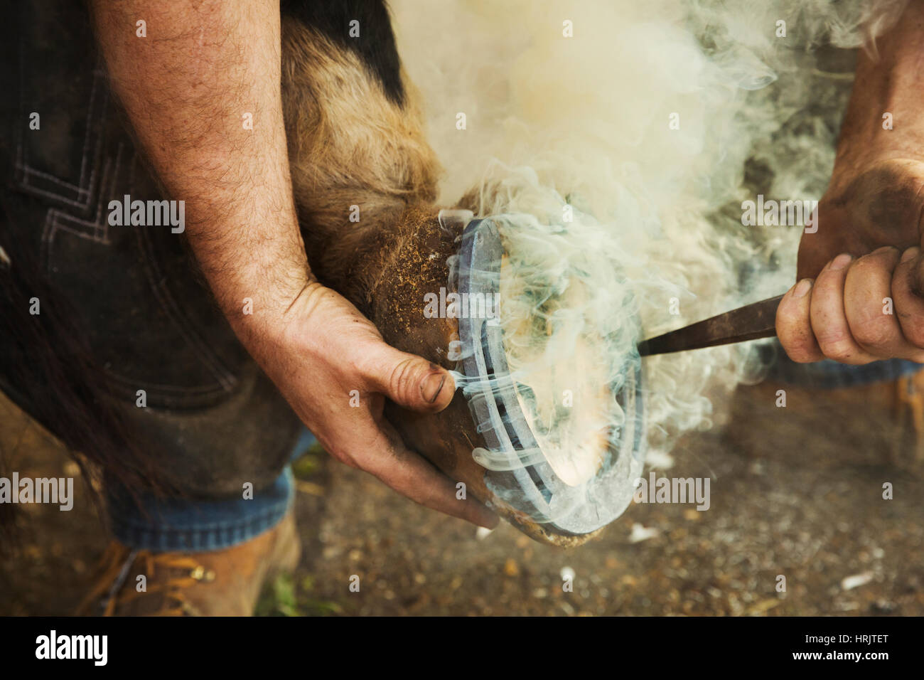 A farrier shoeing a horse, bending down and fitting a new horseshoe to